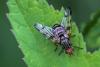 Otites porcus